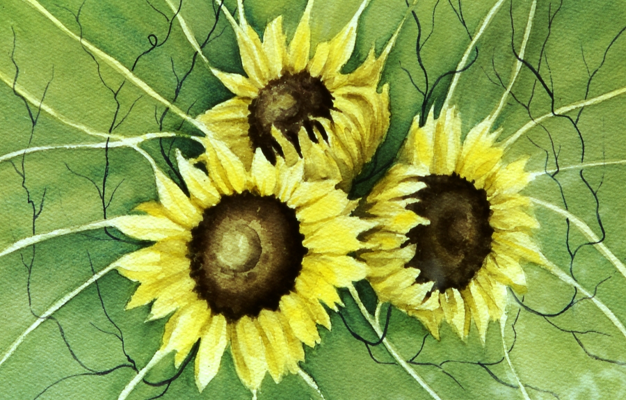 sunflower1th